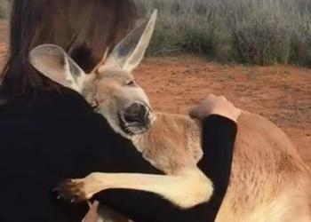 Une kangourou secourue ne peut pas arrêter de faire des câlins aux bénévoles qui lui ont sauvé la vie