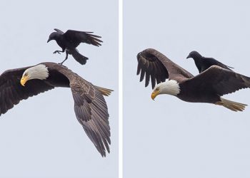Un corbeau monte sur le dos d’un aigle dans des photos uniques