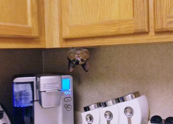 31 chats ninjas et sournois qui ont maîtrisé l’art ancien du Ninjutsu