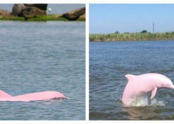 Un dauphin rose presque éteint donne naissance à un delphineau