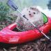 Ce petit hérisson fait du camping, et ses photos sont la meilleure chose que vous verrez aujourd’hui