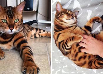 Découvrez Thor, le magnifique chat du Bengale à la fourrure tachetée parfaite !