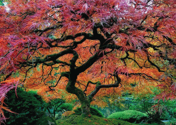 16 des Arbres les plus Magnifiques au Monde