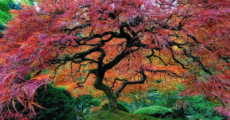 16 des Arbres les plus Magnifiques au Monde