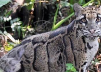 Une panthère taïwanaise « éteinte » repérée pour la première fois depuis sa disparition en 1983