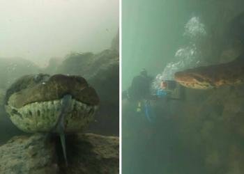 Un plongeur sous-marin se retrouve face à face avec un anaconda géant de sept mètres de long