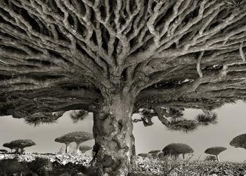Arbres anciens : une femme passe 14 ans à photographier les plus vieux arbres du monde