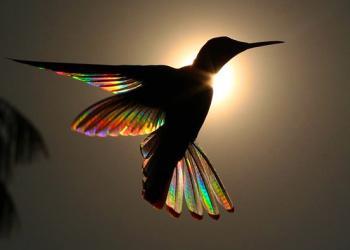 Un arc-en-ciel de lumière diffuse à travers les ailes d’un colibri dans les photographies de Christian Spencer