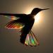 Un arc-en-ciel de lumière diffuse à travers les ailes d’un colibri dans les photographies de Christian Spencer