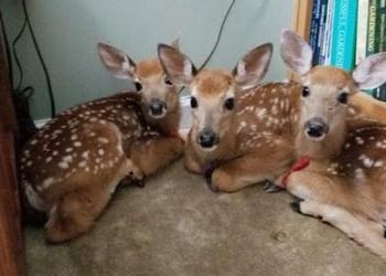 Une femme laisse la porte de derrière ouverte pendant une tempête et trouve 3 bébés cerfs dans son salon