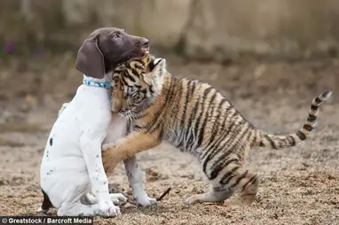 Un Bebe Tigre Rejete Par Sa Mere Trouve Un Chiot Comme Meilleur Ami