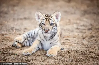 Un Bebe Tigre Rejete Par Sa Mere Trouve Un Chiot Comme Meilleur Ami