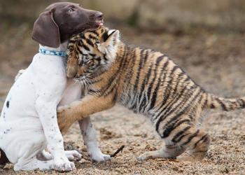 Un bébé tigre rejeté par sa mère trouve un chiot comme meilleur ami