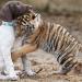 Un bébé tigre rejeté par sa mère trouve un chiot comme meilleur ami