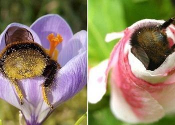 Bourdons fatigués qui se sont endormis à l’intérieur des fleurs avec du pollen sur leurs derrières