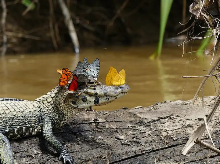 Une photo unique capture un caïman portant une couronne de papillons en Amazonie