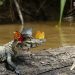 Une photo unique capture un caïman portant une couronne de papillons en Amazonie