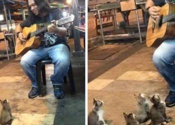 Un chanteur de rue était ignoré par tout le monde, puis 4 chatons sont venus manifester leur soutien