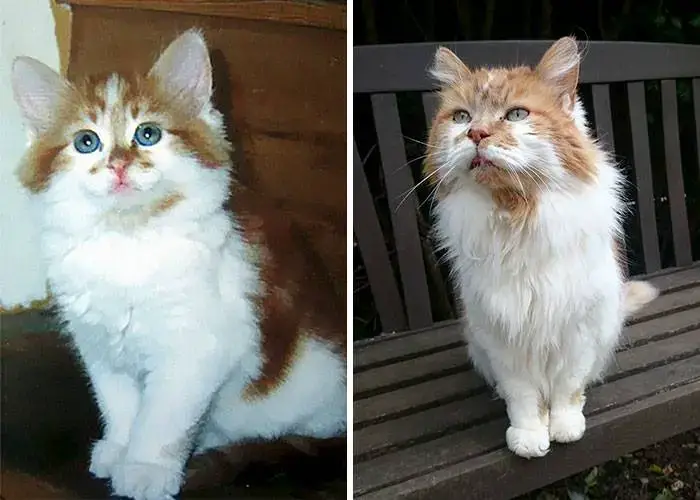 Un Chat Adopte En 19 Celebre Son 32e Anniversaire Cette Annee