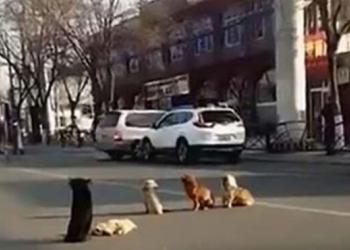 4 chiens bloquent la circulation, les conducteurs se rendent compte qu’ils gardent un ami renversé par une voiture