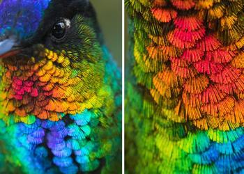 Un gros plan spectaculaire d’un colibri à gorge ardente