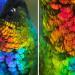 Un gros plan spectaculaire d’un colibri à gorge ardente
