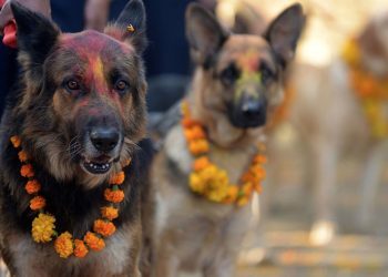 Il y a un festival au Népal chaque année qui remercie les chiens d’être nos amis