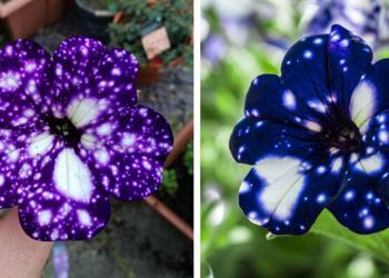 Les spectaculaires fleurs « galaxie » semblent contenir l’univers dans leurs pétales
