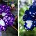 Les spectaculaires fleurs « galaxie » semblent contenir l’univers dans leurs pétales