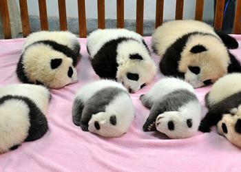 Apparemment, une garderie pour pandas existe et c’est adorable
