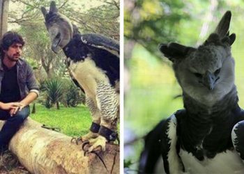 L’aigle harpie est un oiseau si gros que certains pensent que c’est une personne en costume