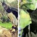 L’aigle harpie est un oiseau si gros que certains pensent que c’est une personne en costume