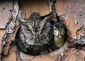 Une chouette confond un œuf de canard avec le sien et finit par l’élever quand même