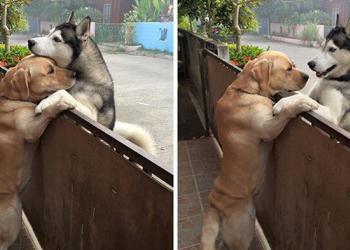 Un husky solitaire s’échappe de son jardin pour donner une accolade à son meilleur ami