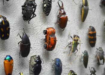 Une Volkswagen Coccinelle repérée dans la collection d’insectes d’un musée d’histoires naturelles