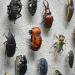 Une Volkswagen Coccinelle repérée dans la collection d’insectes d’un musée d’histoires naturelles