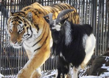 Un bouc vivant est donné à manger à un tigre, mais ils deviennent plutôt les meilleurs amis