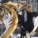 Un bouc vivant est donné à manger à un tigre, mais ils deviennent plutôt les meilleurs amis