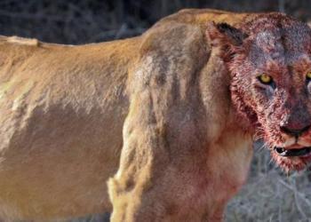 Des lions mangent trois braconniers de rhinocéros vivants dans une réserve naturelle sud-africaine
