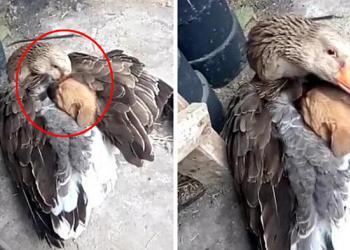 Une oie sauve un chiot errant du froid en le réchauffant sous ses ailes