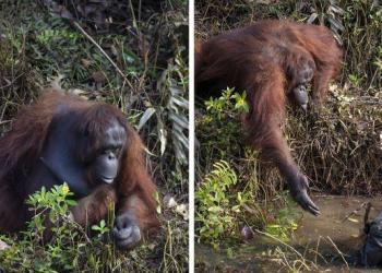 Un photographe saisit le moment où un orang-outan tend la main pour aider un garde forestier à Bornéo