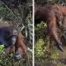 Un photographe saisit le moment où un orang-outan tend la main pour aider un garde forestier à Bornéo
