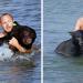 Un homme courageux sauvant de la noyade un ours noir de 200 kilos est peut-être l’une des plus belles histoires de sauvetage de tous les temps