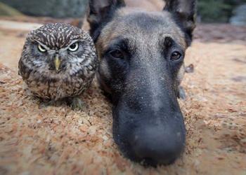 30 animaux qui semblent sur le point de sortir les albums les plus chauds de l’année