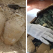 Des travailleurs de la construction tombent sur de vieux pots avec 600 kilos d’anciennes pièces romaines à l’intérieur