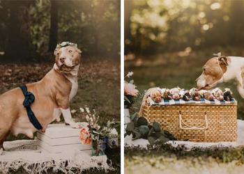 Un Pitbull a sa propre séance photo de maternité et c’est adorable