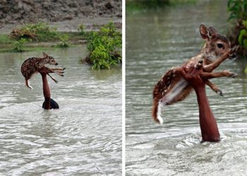 Un garçon héroïque sauvant un bébé cerf qui se noie est peut-être l’une des plus belles histoires de sauvetage de tous les temps