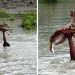Un garçon héroïque sauvant un bébé cerf qui se noie est peut-être l’une des plus belles histoires de sauvetage de tous les temps