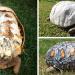 Une tortue blessée qui a perdu sa carapace dans un incendie reçoit la première carapace imprimée en 3D au monde