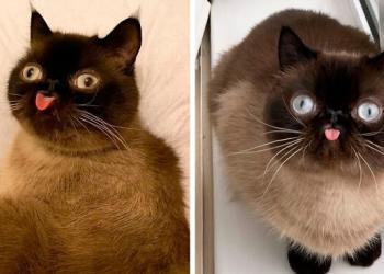 Rencontrez Ikiru, le roi des chats qui tirent la langue, qui prend l’Internet d’assaut (30 photos)